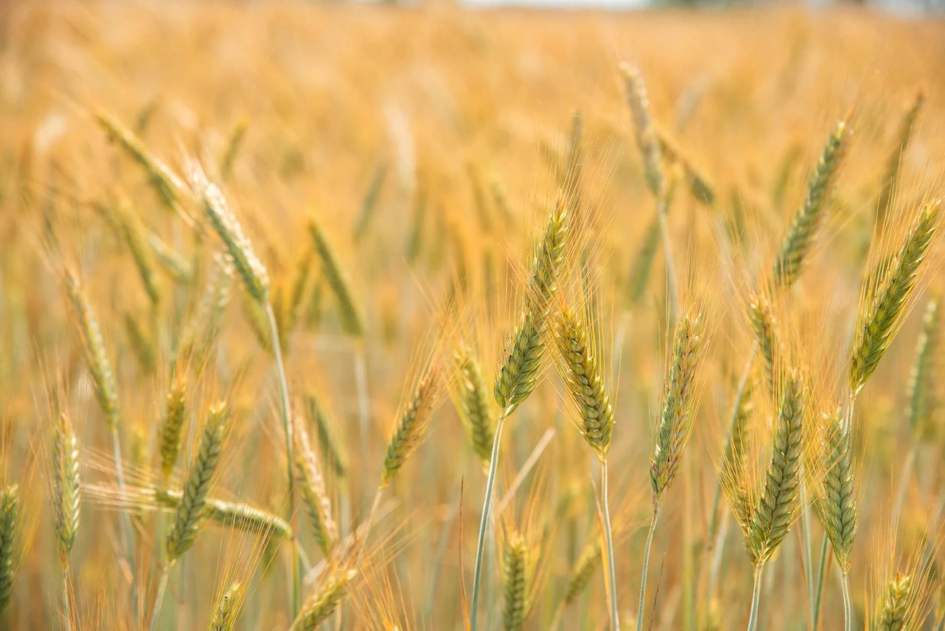 90-Day Famine Clock: The Global Food Crisis Nobody Sees