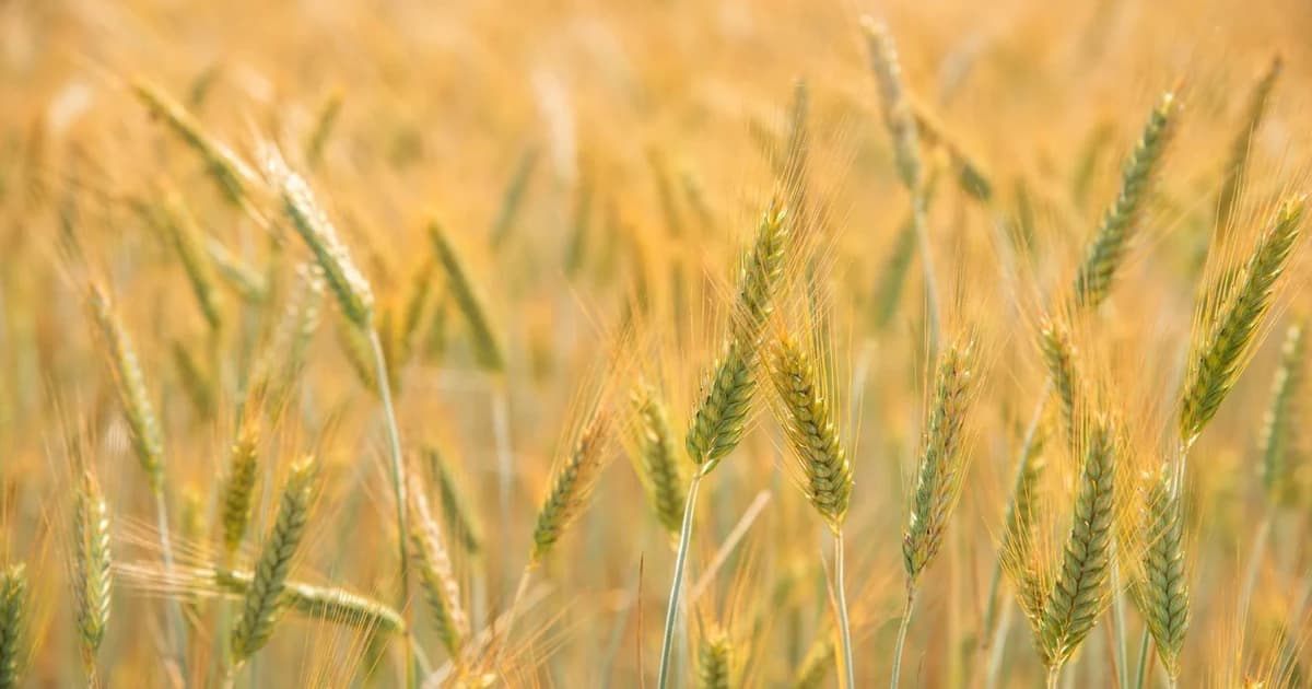 90-Day Famine Clock: The Global Food Crisis Nobody Sees